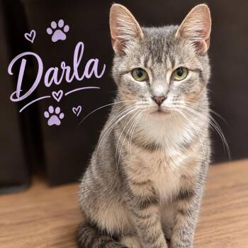 Darla -  Domestic Short Hair Cat for Adoption in Brownsboro, Alabama - Darla | PetCurious