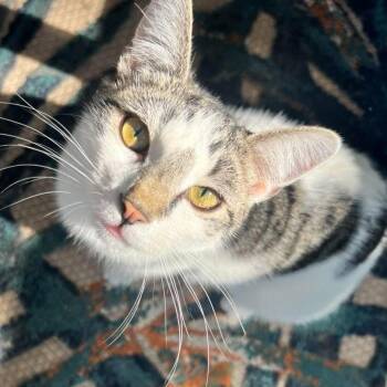 Rescue Domestic Short Hair Cats for Adoption in Hermitage, Pennsylvania - Moo | PetCurious