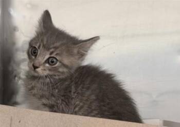 61099090 -  Domestic Short Hair Cat Available for Adoption in El Paso, Texas - 61099090 | PetCurious