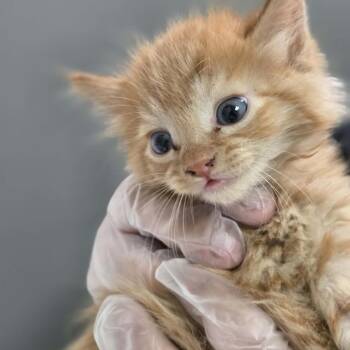 Nimbo -  Domestic Long Hair Cat for Adoption in Charleston, West Virginia - Nimbo | PetCurious