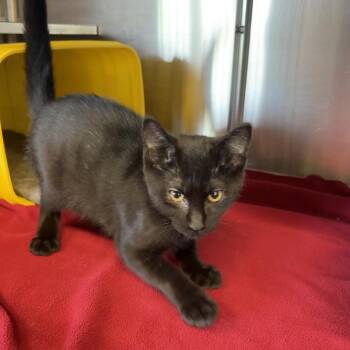 Ace -  Domestic Short Hair Cat for Adoption in Manhattan, Kansas - Ace | PetCurious