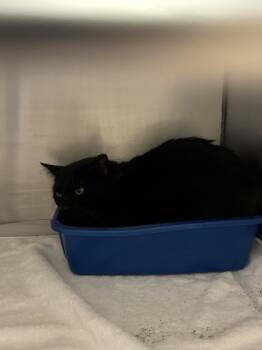 Rescue Domestic Short Hair Cats for Adoption in West Chester, Pennsylvania - Midnight | PetCurious