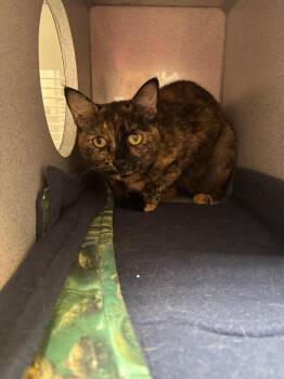 Myla -  Domestic Short Hair Cat for Adoption in Liverpool, New York - Myla | PetCurious