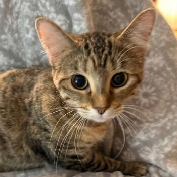Rescue Domestic Medium Hair Cats for Adoption in Greenville, Illinois - Rosalyn | PetCurious
