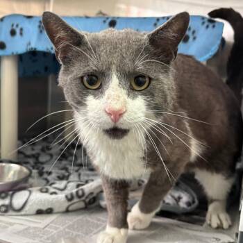 Domestic Short Hair Cats Available for Adoption in Philadelphia, Pennsylvania - Dapper | PetCurious