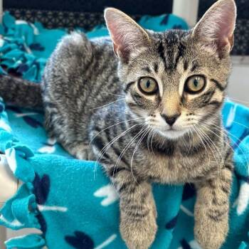 Cyber Bella -  Domestic Short Hair Cat for Adoption in Buffalo, New York - Cyber Bella | PetCurious