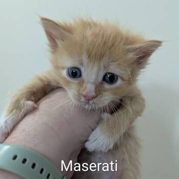 Maserati -  Domestic Short Hair Cat for Adoption in Ottawa, Kansas - Maserati | PetCurious