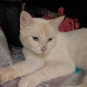 Cypress -  Siamese and Domestic Short Hair Cat for Adoption in Brighton, Missouri - Cypress | PetCurious