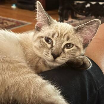 Rescue Domestic Short Hair Cats for Adoption in Westhampton, New York - Gem | PetCurious