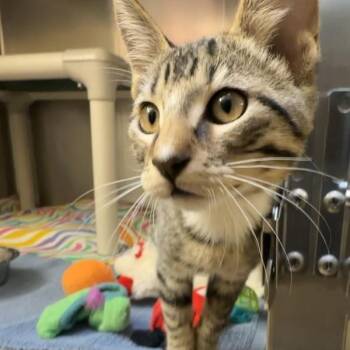 Cranberry -  Domestic Short Hair Cat for Adoption in Walnut Creek, California - Cranberry | PetCurious