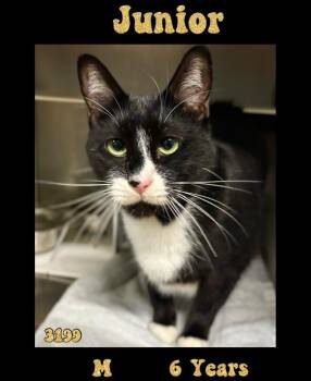 Rescue Domestic Short Hair Cats for Adoption in INDN HBR BCH, Florida - Junior NC | PetCurious