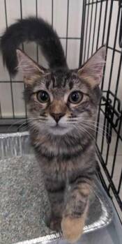 Linda -  Domestic Long Hair Cat for Adoption in Naranjito, Naranjito - Linda | PetCurious