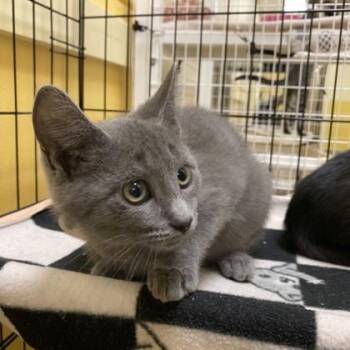 Kirk -  Domestic Short Hair Cat for Adoption in Richmond, Virginia - Kirk | PetCurious