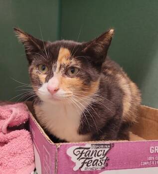 SHIITAKE -  Domestic Short Hair Cat for Adoption in Sandusky, Ohio - SHIITAKE | PetCurious