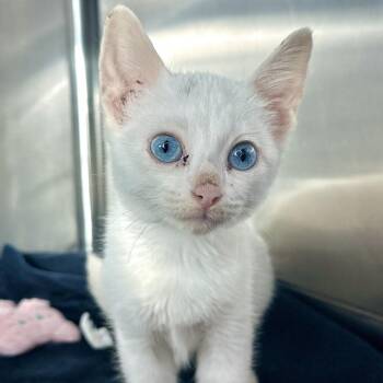 Marshmallow -  Domestic Short Hair Cat for Adoption in Matteson, Illinois - Marshmallow | PetCurious