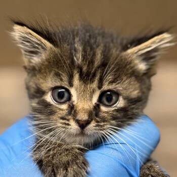 Domestic Medium Hair Cats Available for Adoption in Lucedale, Mississippi - CRACKLE | PetCurious