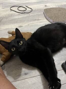 Rescue Domestic Short Hair Cats for Adoption in Houston, Texas - Coffee | PetCurious