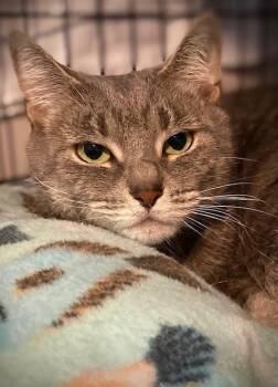 Domestic Short Hair Cats Available for Adoption in Duxbury, Massachusetts - Minky | PetCurious