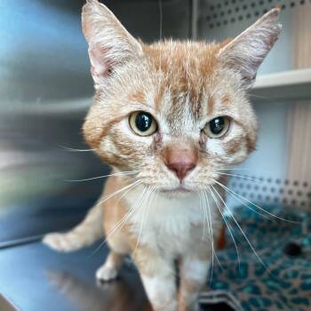 Domestic Short Hair Cats Available for Adoption - Grandpa Garfield | PetCurious
