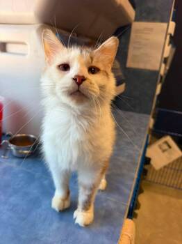 Aurora -  Ragdoll and Siamese Cat for Adoption in Weldon, Illinois - Aurora | PetCurious