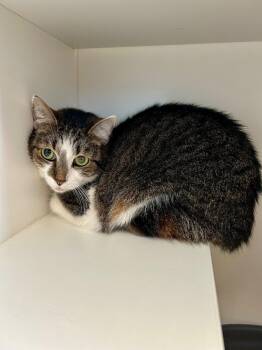 Domestic Short Hair Cats Available for Adoption - Millie Vanillie | PetCurious