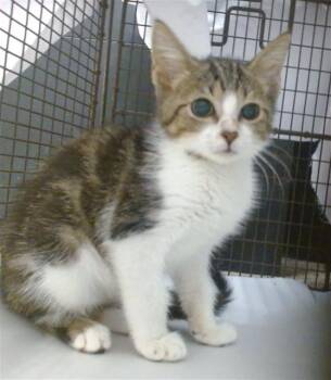 FOX -  Domestic Short Hair Cat for Adoption in Doral, Florida - FOX | PetCurious