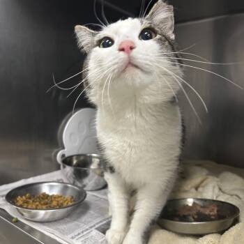 Domestic Medium Hair Cats Available for Adoption in Charleston, West Virginia - Scar | PetCurious