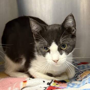 Manny (bonded w/ Nova) -  Domestic Short Hair Cat for Adoption in Oakland, California - Manny (bonded W/ Nova) | PetCurious