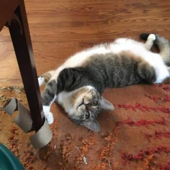 Rescue Domestic Short Hair Cats for Adoption in Ferndale, Michigan - Marlin | PetCurious