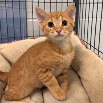 Domestic Short Hair Cats Available for Adoption in Marshall, Virginia - Finn | PetCurious