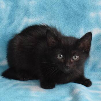 Domestic Short Hair Cats Available for Adoption in Eureka, California - Hercules (52843) | PetCurious