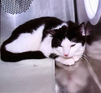 Domestic Short Hair Cats Available for Adoption in Albuquerque, New Mexico - NIGHT | PetCurious