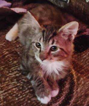Fluff fluff -  Domestic Long Hair Cat for Adoption in San Jacinto, California - Fluff Fluff | PetCurious