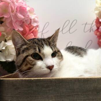 American Shorthair Cats Available for Adoption - Hufflepuff | PetCurious