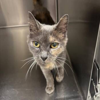 Toga -  Domestic Short Hair Cat for Adoption in Grand Rapids, Michigan - Toga | PetCurious