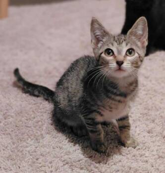 Danica -  Domestic Short Hair Cat for Adoption in La Porte, Indiana - Danica | PetCurious