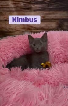 Nimbus -  Russian Blue and Domestic Short Hair Cat for Adoption in Crown Point, Indiana - Nimbus | PetCurious