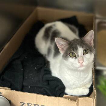 Binky Slinky -  Domestic Short Hair Cat for Adoption in Davenport, Iowa - Binky Slinky | PetCurious