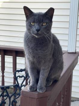 TomTom -  Russian Blue Cat for Adoption in Humble, Texas - TomTom | PetCurious