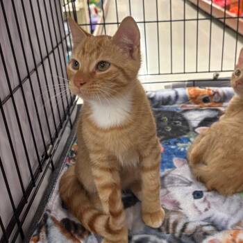 Nacho -  Domestic Short Hair Cat for Adoption in Waynesboro, Pennsylvania - Nacho | PetCurious