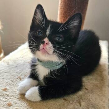 Rescue Domestic Short Hair Cats for Adoption in Fairway, Kansas - Rambutan | PetCurious