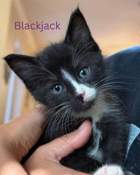 BLACKJACK -  Domestic Short Hair Cat for Adoption in Largo, Florida - BLACKJACK | PetCurious