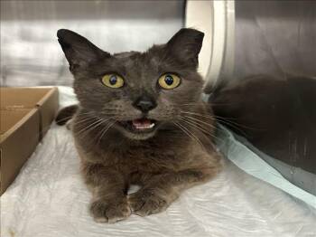 Domestic Short Hair Cats Available for Adoption in Woodland, California - *FANCY | PetCurious
