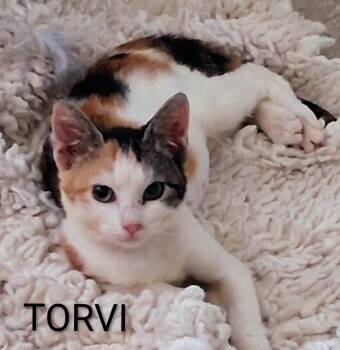 Torvi -  Domestic Short Hair Cat for Adoption in Redondo Beach, California - Torvi | PetCurious