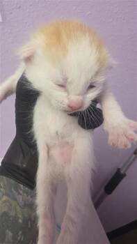 61460356 -  Domestic Short Hair Cat for Adoption in El Paso, Texas - 61460356 | PetCurious