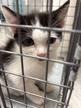 Domestic Short Hair Cats Available for Adoption in Las Vegas, Nevada - AANG | PetCurious