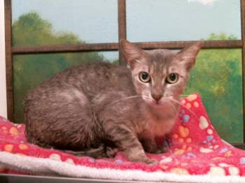 A2082489 -  Domestic Short Hair Cat for Adoption in Houston, Texas - A2082489 | PetCurious