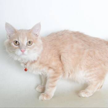 CiCi CI 11 -  Domestic Long Hair Cat for Adoption in Union, Missouri - CiCi CI 11 | PetCurious