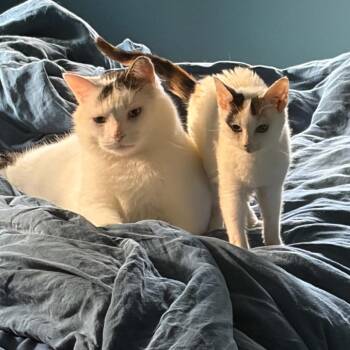 Domestic Short Hair Cats Available for Adoption in Reisterstown, Maryland - Pearla | PetCurious