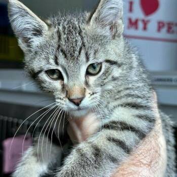 Domestic Medium Hair Cats Available for Adoption in Matteson, Illinois - Sriracha | PetCurious